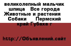 великолепный мальчик шпица - Все города Животные и растения » Собаки   . Пермский край,Губаха г.